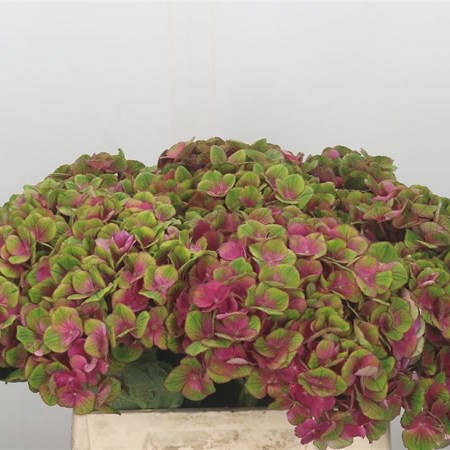 Hydrangea Charlotte