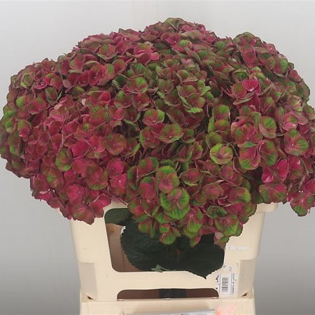 Hydrangea Charlotte