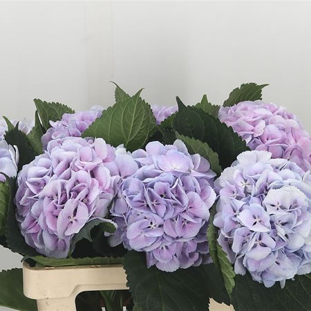 Hydrangea Cinderella