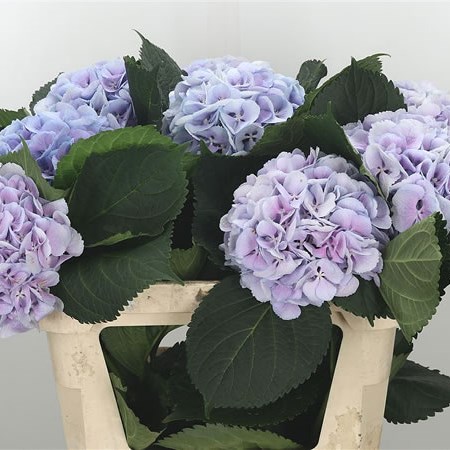 Hydrangea Cinderella