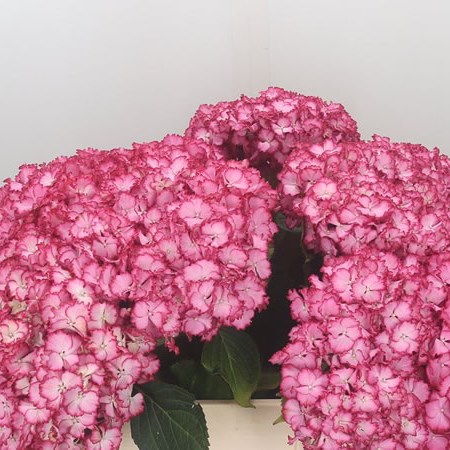 Hydrangea Colourdream