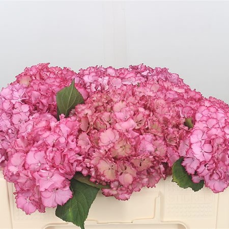 Hydrangea Colourdream