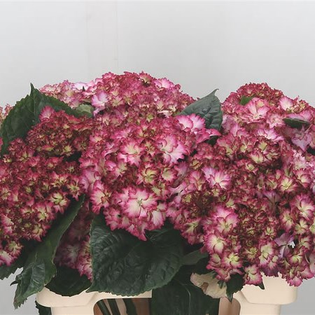 Hydrangea Colourdream
