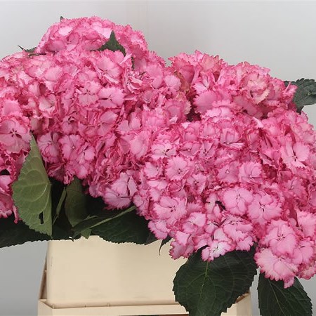 Hydrangea Colourdream
