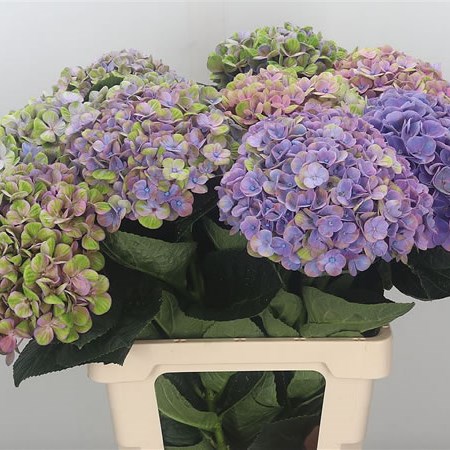 Hydrangea Coral Pastel