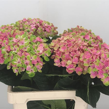 Hydrangea Coral Pink Green