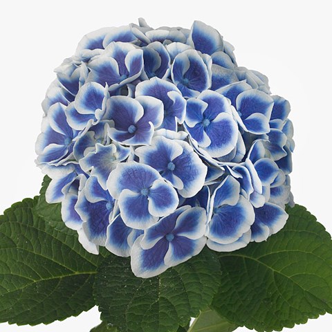 Hydrangea Deautensia Dali