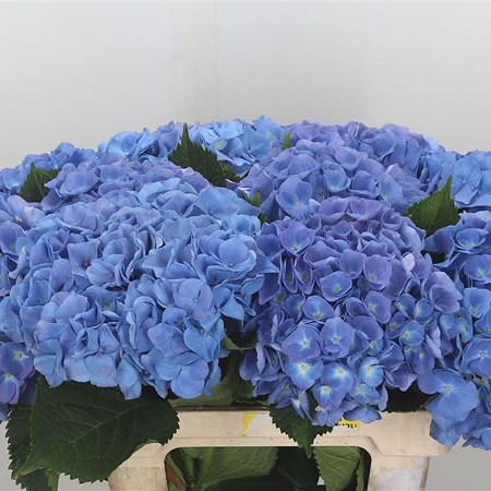Hydrangea Diamond Blue