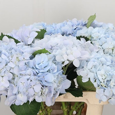 Hydrangea Dream Blue