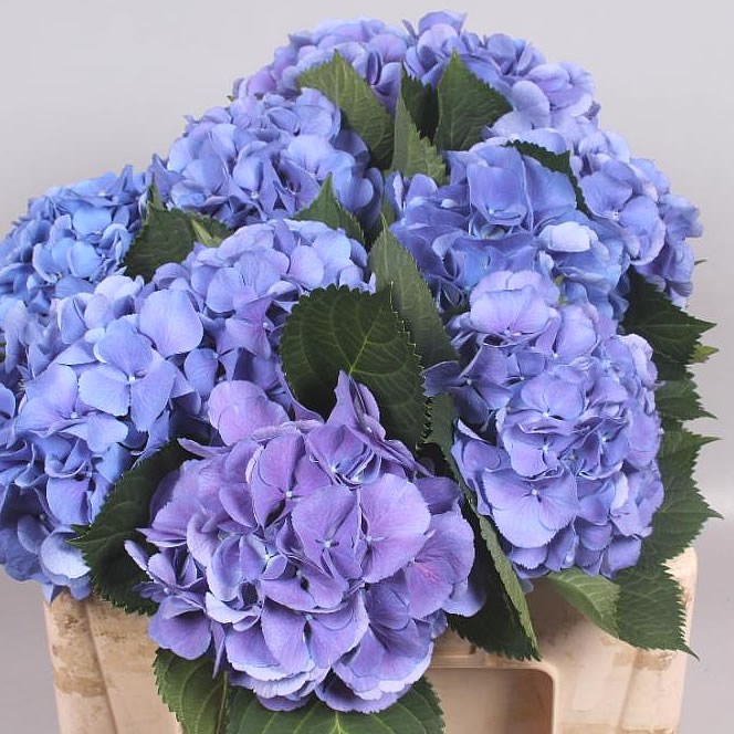 Hydrangea elbtal Blue