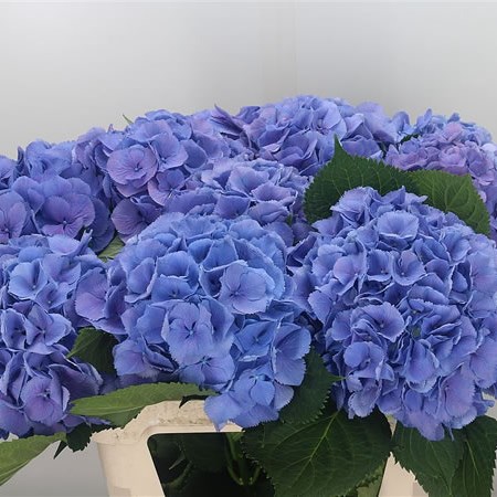 Hydrangea Elbtal Blue