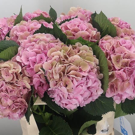 Hydrangea Elbtal Classic Pink