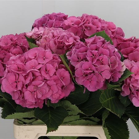 Hydrangea Elbtal Dark Pink