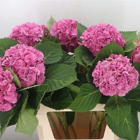 Hydrangea Elbtal Pink