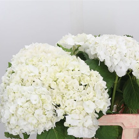 Hydrangea Emile Mouilliere