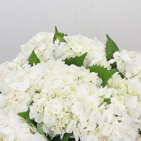 Hydrangea Eskimo