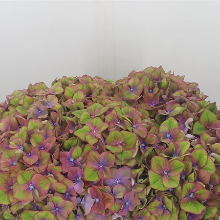 Hydrangea Esperance