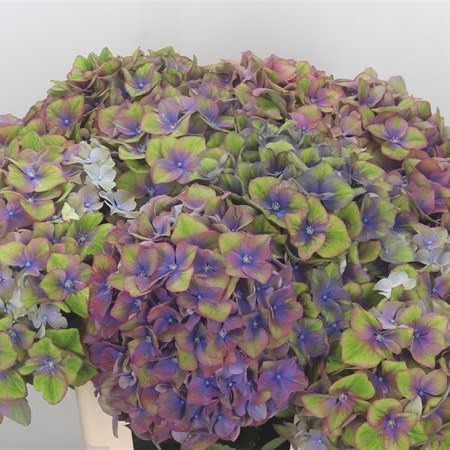 Hydrangea Esperance