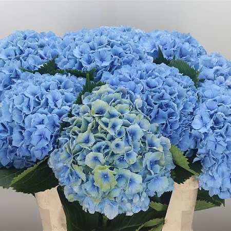 Hydrangea Exciting