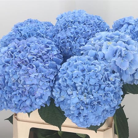 Hydrangea Fabulous Blue Lagoon