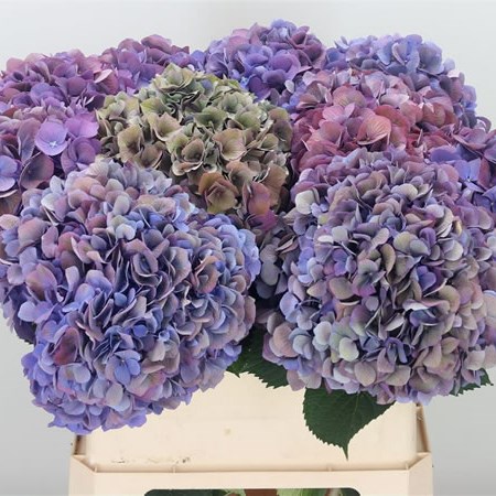 Hydrangea Fabulous Devine Classic