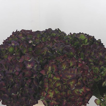 Hydrangea Galaxy Classic Green