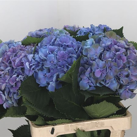 Hydrangea Gemini