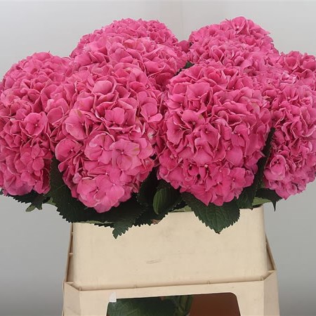 Hydrangea Glowing Alps Cerise