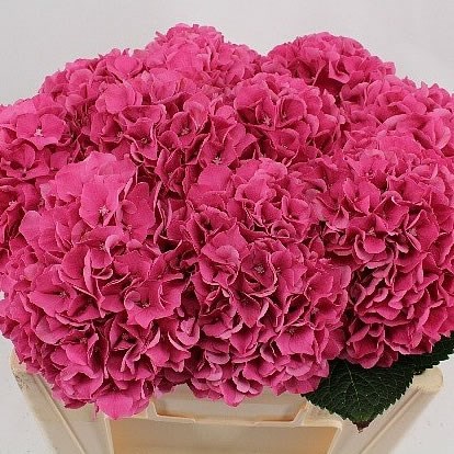 Hydrangea Glowing Alps Cerise