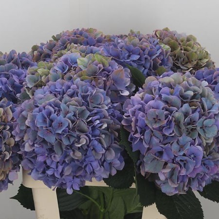 Hydrangea Glowing Alps Classic Purple