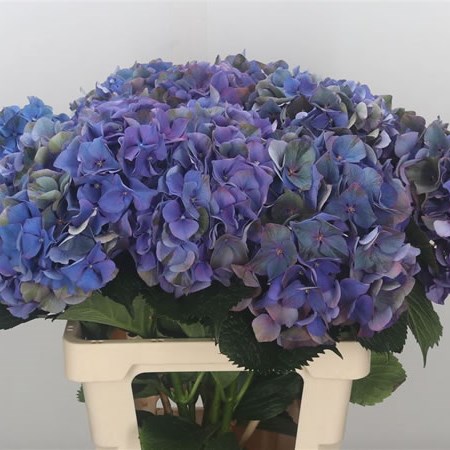 Hydrangea Glowing Alps Classic Purple