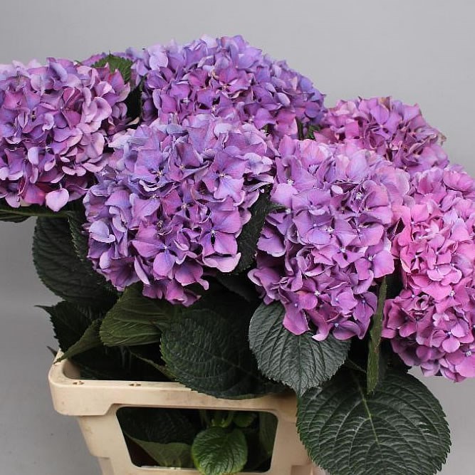 Hydrangea Glowing Alps Purple