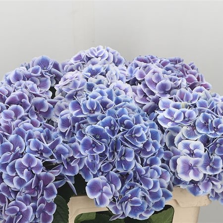 Hydrangea Harlekijn Blue