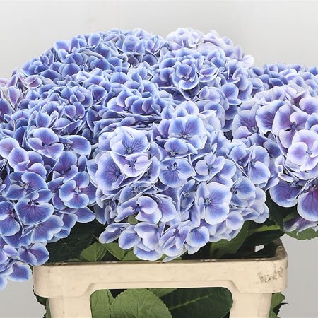 Hydrangea Harlekijn Blue