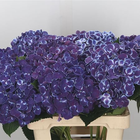 Hydrangea Harlekijn Purple