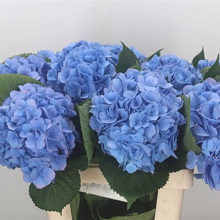 Hydrangea Hilde Moorhof