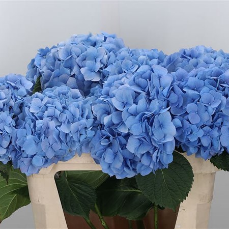 Hydrangea Hilde Moorhof