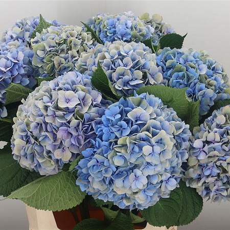 Hydrangea Hilde Moorhof Classic