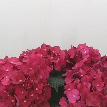 Hydrangea Hot Red