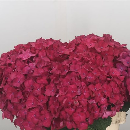 Hydrangea Hot Red
