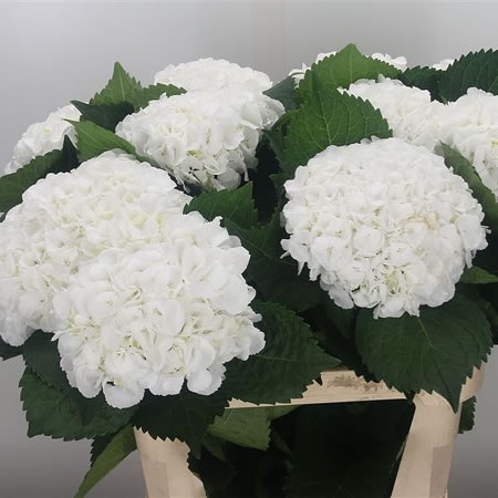 Hydrangea Ivoor