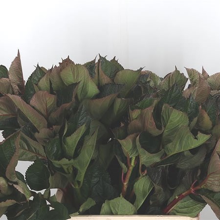 Hydrangea Leaves Colour Fantasy