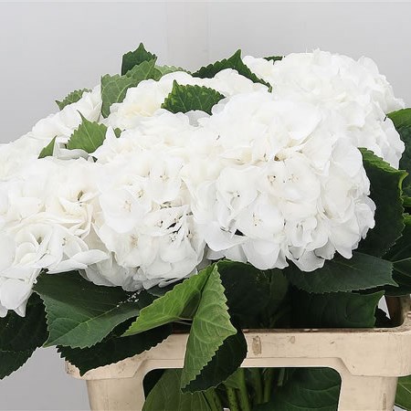 Hydrangea Liesbeth