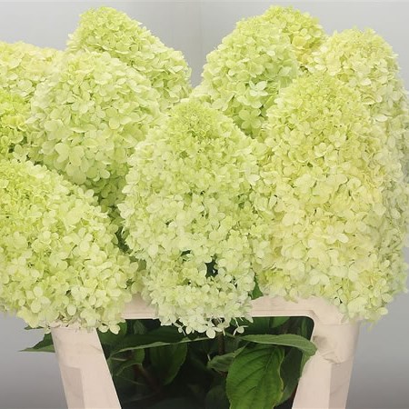 Hydrangea Limelight