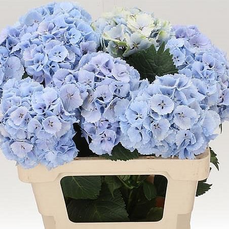 Hydrangea Lolly Pop Blue