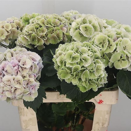 Hydrangea Lolly Pop Pastel Classic