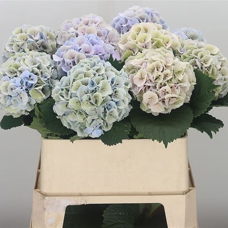 Hydrangea Lolly Pop Pastel Classic