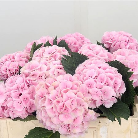 Hydrangea Lolly Pop Pink