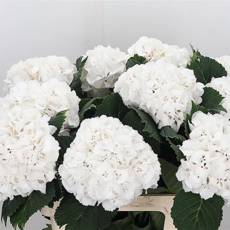 Hydrangea Lolly Pop White