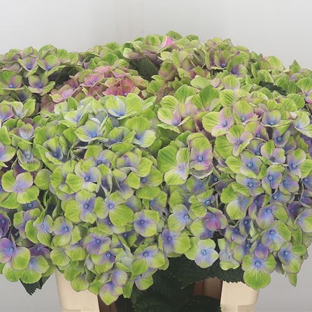 Hydrangea Magical Amethyst Blue/Green